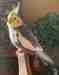 Cockatiel
