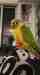 Conure