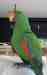 Eclectus