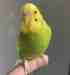 Budgerigar