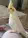 Cockatiel
