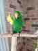 Eclectus