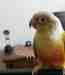 Conure