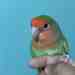 Lovebird