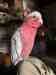 Galah Cockatoo