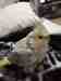 Cockatiel