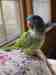 Conure