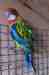 Rosella