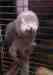 African Grey