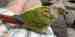 Conure