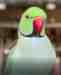 Indian Ringneck Parakeet
