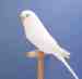 Budgerigar