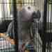 African Grey