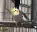 Cockatiel