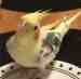 Cockatiel