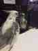 Cockatiel