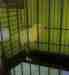 Canary