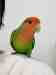 Lovebird