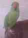 Indian Ringneck Parakeet