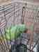 Indian Ringneck Parakeet