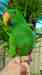 Eclectus