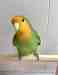 Lovebird
