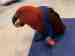 Eclectus