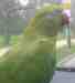 Indian Ringneck Parakeet