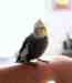 Cockatiel