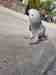 African Grey