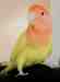 Lovebird