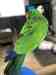 Eclectus