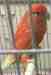 Lovebird