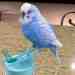 Budgerigar