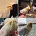 Cockatiel