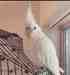 Cockatiel