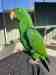 Eclectus