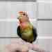 Lovebird