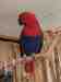 Eclectus