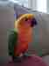 Conure