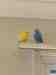 Budgerigar