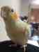 Cockatiel