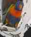 Lory / Lorikeet