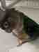 Conure