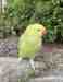 Indian Ringneck Parakeet