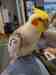 Cockatiel