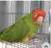 Conure