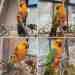 Conure