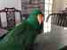 Eclectus