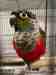 Conure